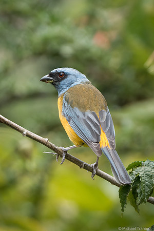 Blue-and-yellow Tanager