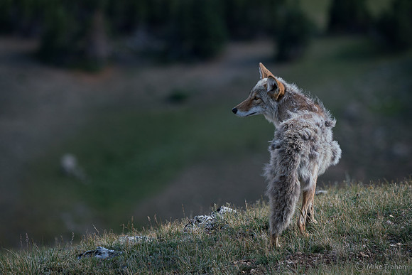 Coyote