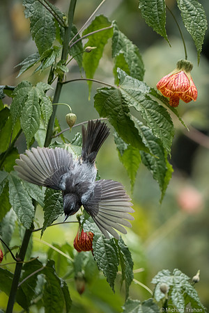 Black-throated Flowerpiercer