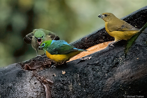 Blue-naped Chlorophonia Family