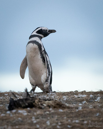 Magellanic Penguin