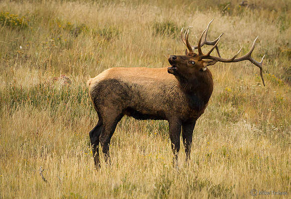 Bugling Elk, Rocky Mountain National Park