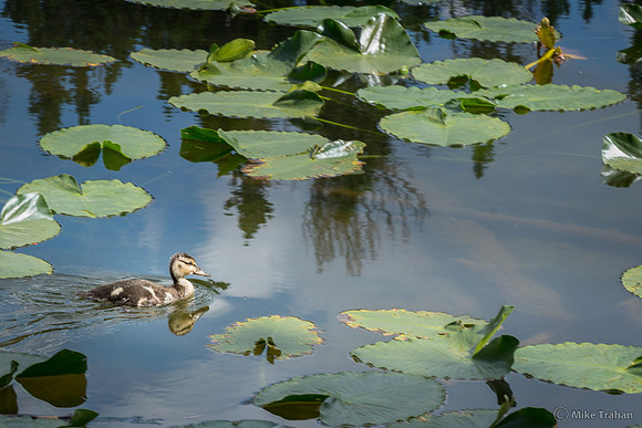 Nymph Lake