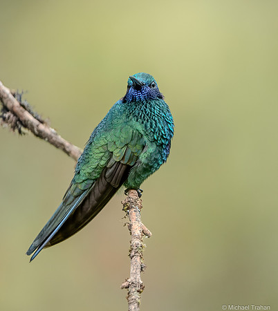Sparkling Violetear