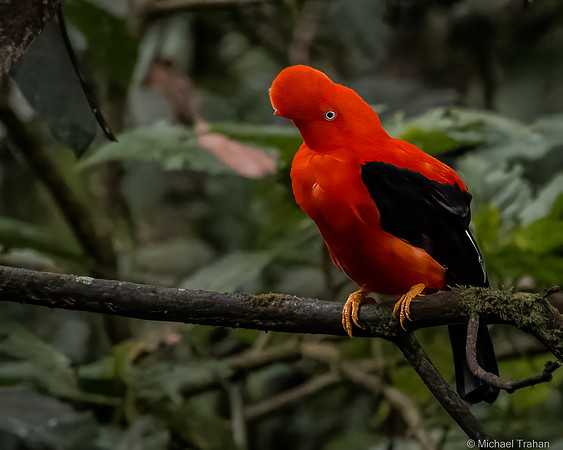 Andean Cock-of-the Rock
