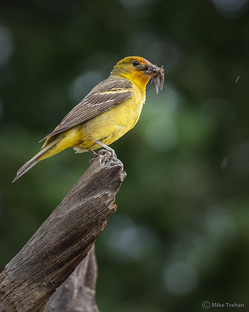 Western Tanager