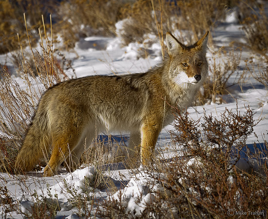 Rocky Mountain Coyote