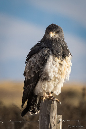 Adult Black-chested Buzzard-Eagle