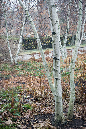 Birches at the Chicago Botanic Garden