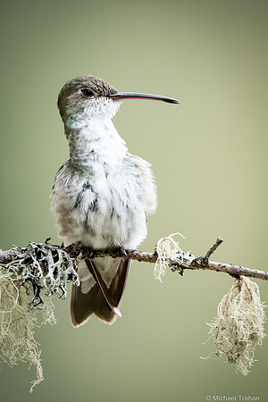 White-bellied Hummingbird