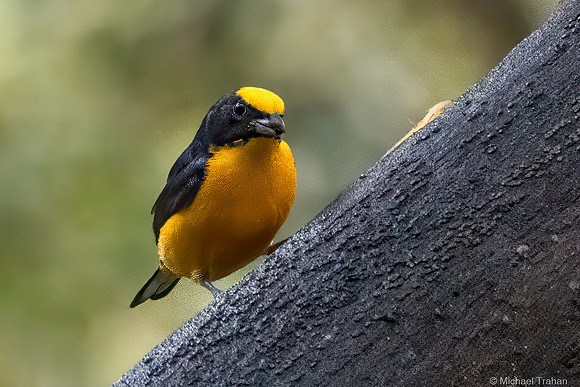 Thick-billed Euphonia