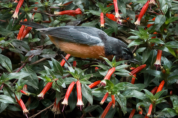 Black-throated Flowerpiercer