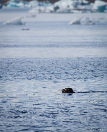 Seal