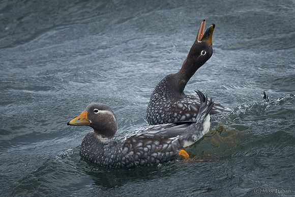 Flying Steamer Ducks (not flying)