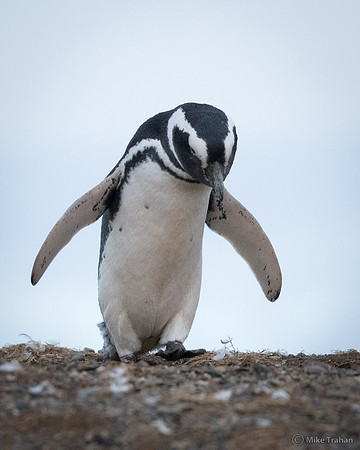 Magellanic Penguin