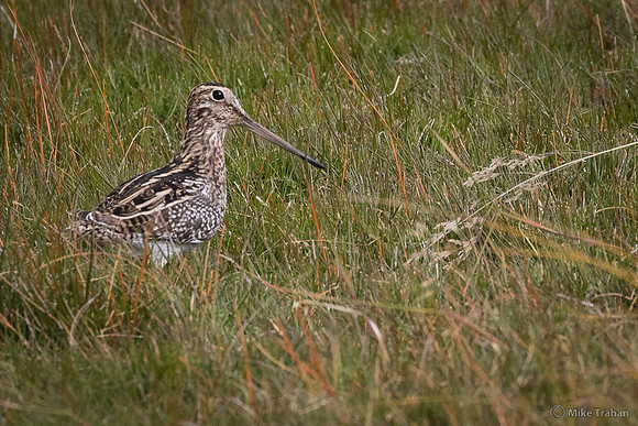 Magellanic Snipe