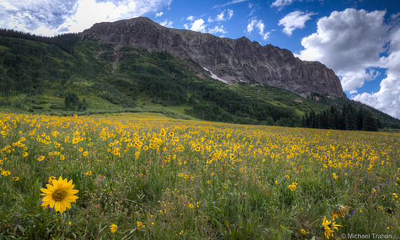 Summer mountain wildflowers at the Creasted Butte Colorado festival