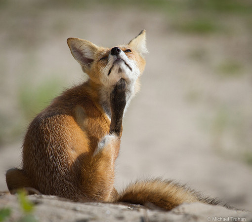 Scratching an Itch