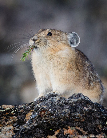 Pika