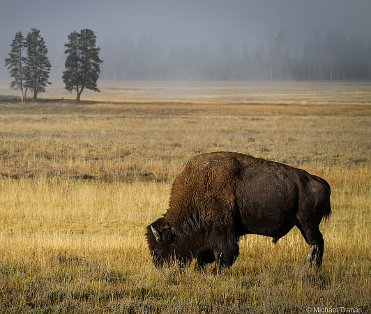 Bison at Yellowstone