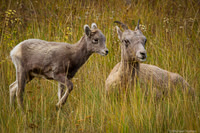 Female and Young Bighorn Sheep