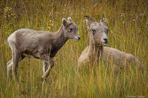 Female and Young Bighorn Sheep