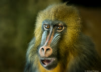 Female Mandrill
