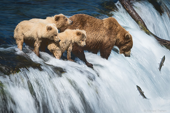 Brown Bears at Brooks Falls
