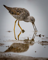 Lesser Yellowlegs