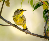 Palm Warbler in the Spring