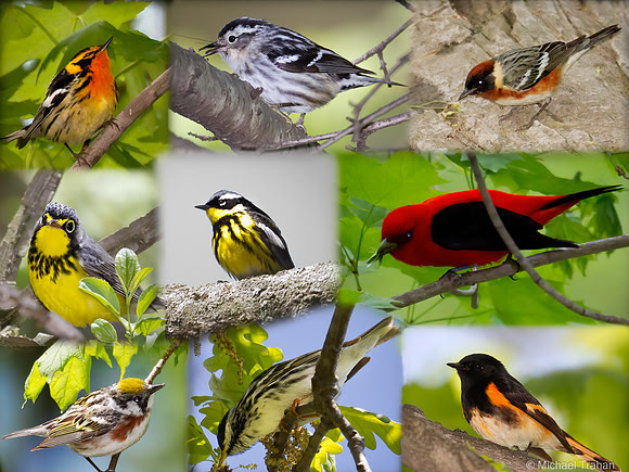 Warbler Collage