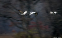 Sandhill Cranes in Flight