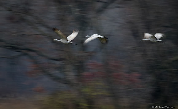 Sandhill Cranes in Flight