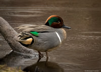 Green-winged Teal