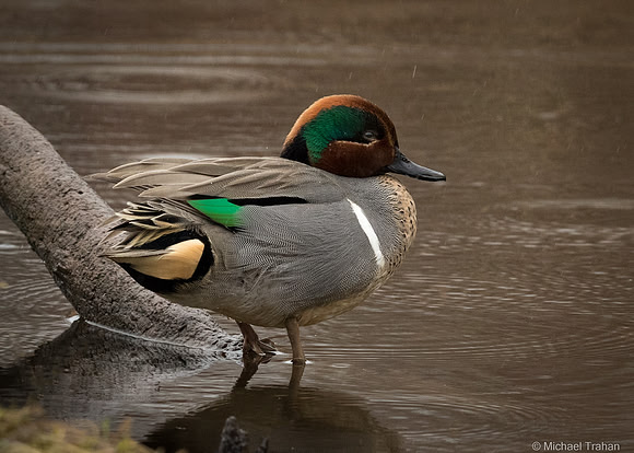 Green-winged Teal