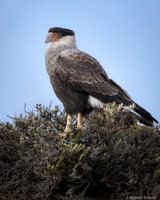 Southern Caracara