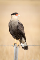 Southern Caracara