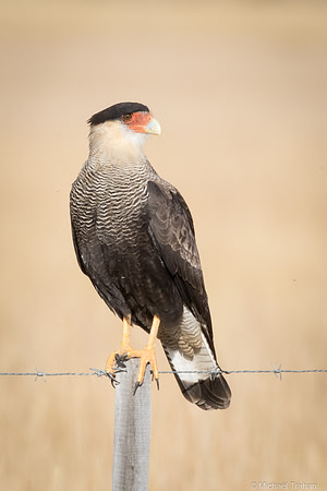 Southern Caracara
