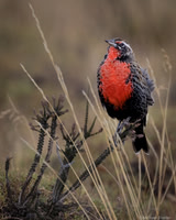 Long-tailed Meadowlark