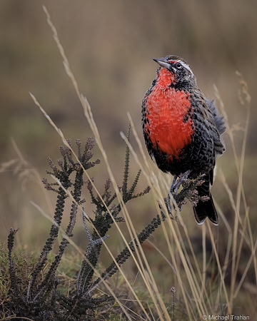 Long-tailed Meadowlark