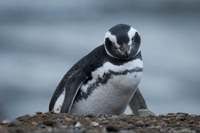 Magellanic Penguin