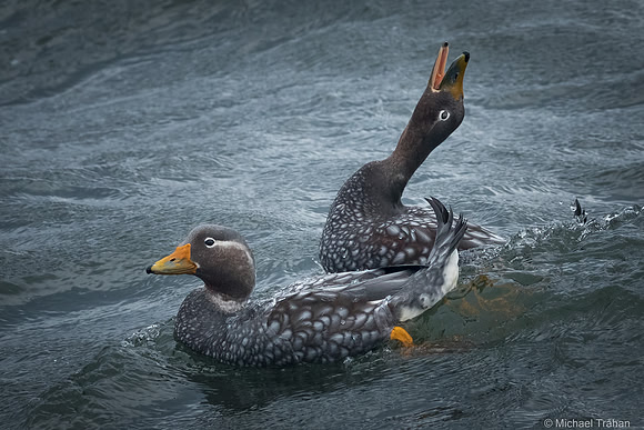 Flying Steamer Ducks (not flying)