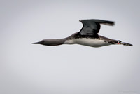 Red-throated Diver (Loon) in the Shetland Islands, Scotland
