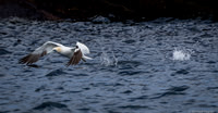 Northern Gannet