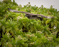 Kermadec Petrel