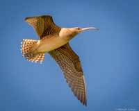 Bristle-thighed Curlew