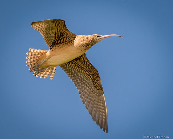 Bristle-thighed Curlew