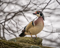 Male Wood Duck in the woods