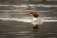Female Common Merganser