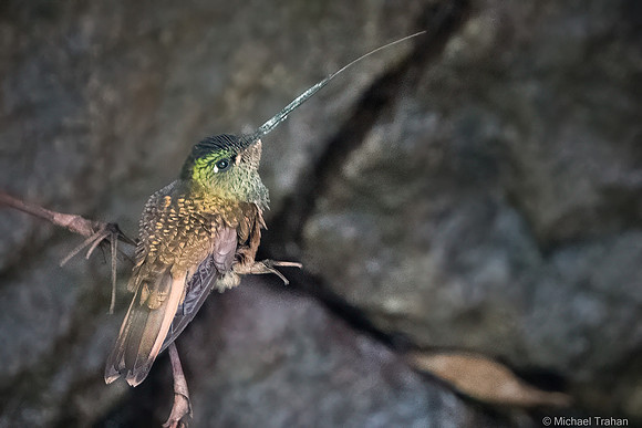 20250310-_DSC5723-Edit